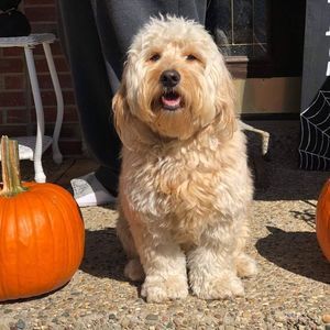 Meet your Posher, Tara